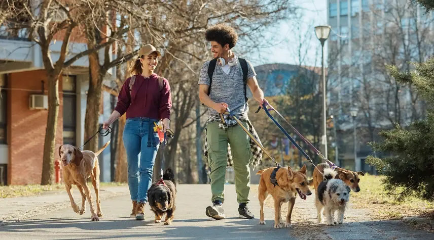 Honden uitlaten in de park